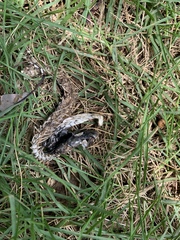 Coluber constrictor constrictor