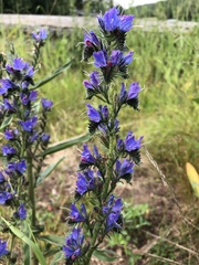 Echium vulgare
