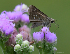 Hesperia attalus slossonae