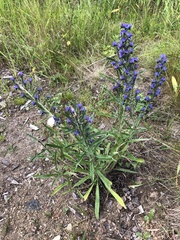 Echium vulgare