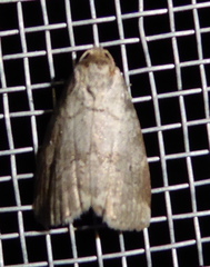 Hyperstrotia pervertens