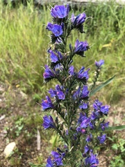 Echium vulgare