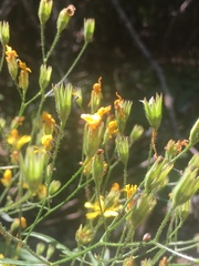 Lapsana communis intermedia