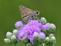 Hesperia attalus slossonae