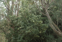 Adenanthos cygnorum