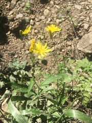 Lapsana communis intermedia