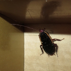 Drymaplaneta communis