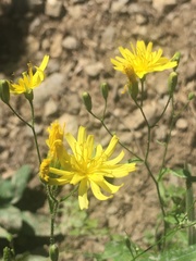 Lapsana communis intermedia