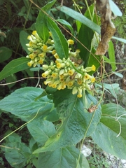 Schistocarpha eupatorioides