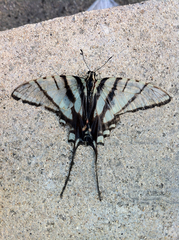 Protographium epidaus fenochionis