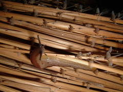 Atrichotoxon