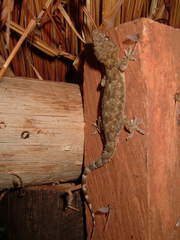 Hemidactylus mabouia