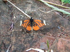 Acraea orinata