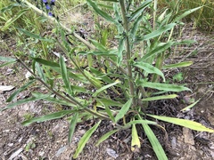 Echium vulgare