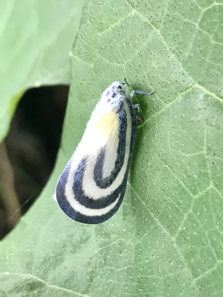 Bythopsyrna intermedia