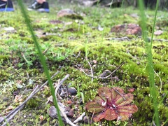 Drosera rosulata