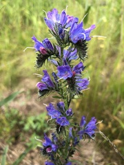 Echium vulgare