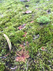 Drosera rosulata