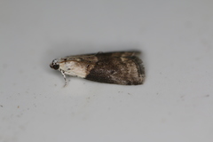 Acrobasis palliolella