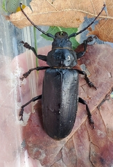 Archodontes melanopus