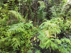 Pteris grandifolia