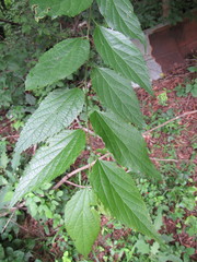 Celtis smallii