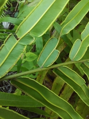 Pteris grandifolia