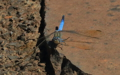 Orthetrum caledonicum