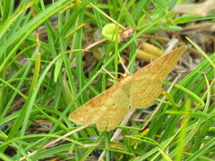 Idaea rufaria