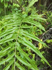 Pteris grandifolia