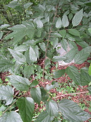 Celtis smallii