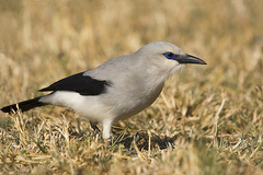 Stresemann's Bush Crow photo 1