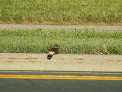 Charadrius vociferus