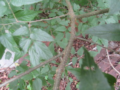 Celtis smallii