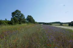 Delphinium consolida