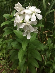 Saponaria officinalis