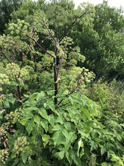 Angelica archangelica
