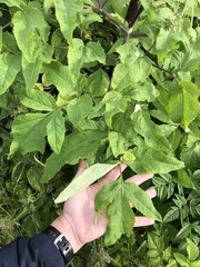 Angelica archangelica