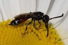 Sapyga quinquepunctata