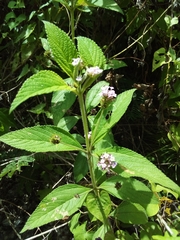 Lantana trifolia