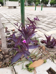 Tradescantia pallida