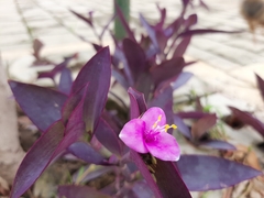 Tradescantia pallida
