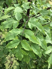 Angelica archangelica