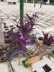 Tradescantia pallida