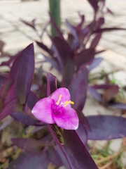 Tradescantia pallida