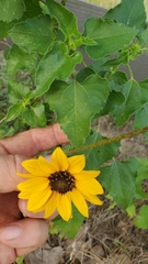 Helianthus debilis silvestris