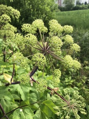 Angelica archangelica