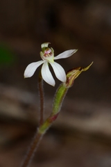 Caladenia prolata