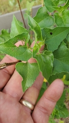 Helianthus debilis silvestris