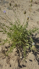 Leucosyris arida